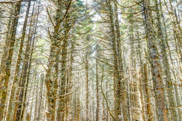 Sunny bright forest on trail with tall spruce trees in Bonaventure Island, Quebec, Canada