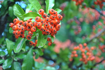 Ognik szkarłatny - Pyracantha coccinea