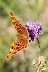 Fototapeta premium Polygonia c-album