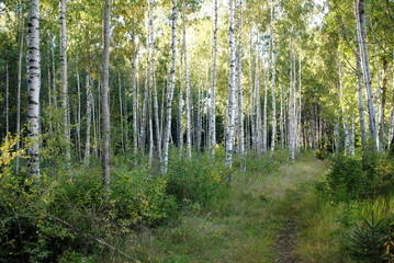 Fototapeta premium natürlicher Birkenwald