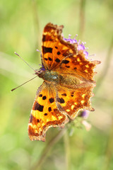 Polygonia c-album