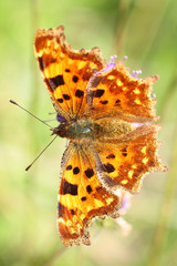 Polygonia c-album
