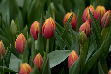 beautiful red-orange tulips on the lawn or in the field