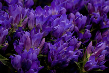 bouquet of lilac flowers