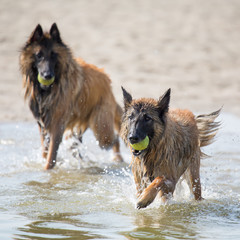 Hunde spielen mit Ball im Meer