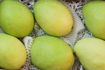 beautiful yellow and green mango packaged for storage and transportation