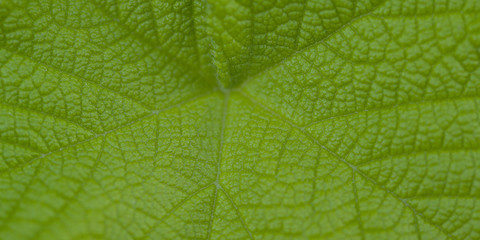 green leaf with a graphic pattern of veins