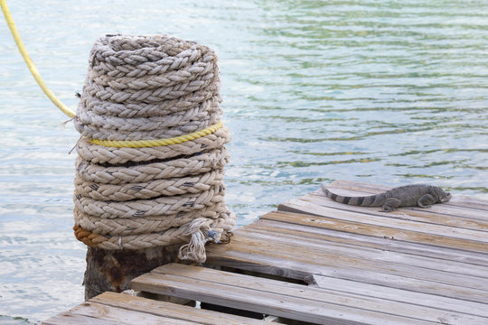 Schiffstau am Steg mit Leguan
