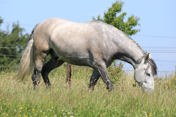 Fototapeta na wymiar Fressendes Pferd