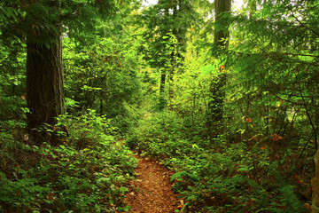 a picture of an Pacific Northwest forest trail