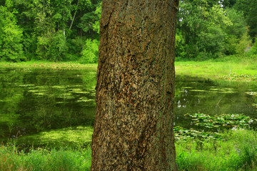 a picture of an Pacific Northwest  Douglas fir tree