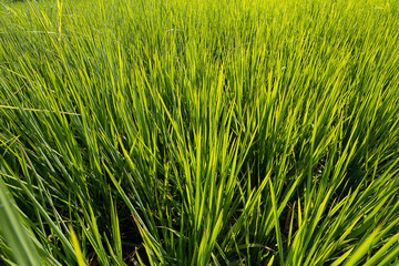 The beginning of rice growing in the field.