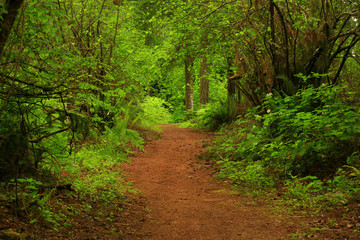 a picture of an Pacific Northwest forest trail