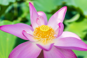 Obraz na płótnie Canvas Macro closeup of bright pink lotus flower with yellow seedpod inside