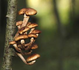 Honey fungus lump, Armillaria borealis, growing on tree trunk.