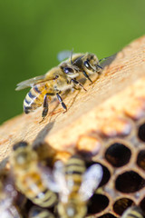pszczoły na plastrze miodu w pasiece
 - obrazy, fototapety, plakaty