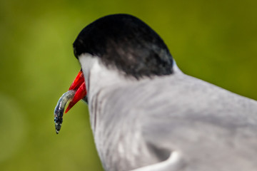 Eye of the Fish - Tern feeding, Farne Islands