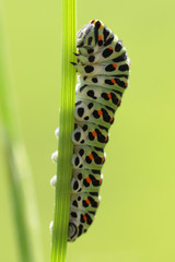 Papilio machaon stade larvaire