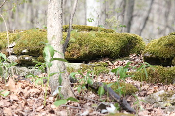 Moss covering large rocks in a forested area.
     
