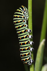 Papilio machaon stade larvaire