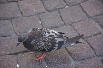Puglia, Bari, piazza della basilica di San Nicola, colombo in attesa di cibo