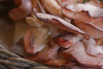 edible pink oyster mushrooms