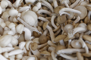edible shimeji mushrooms