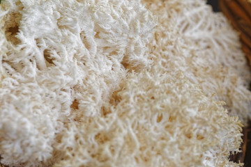 edible coral mushrooms