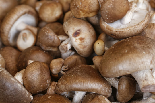 edible brown mushrooms
