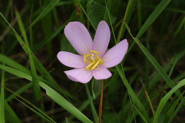 Fototapeta premium Colchicum autumnale