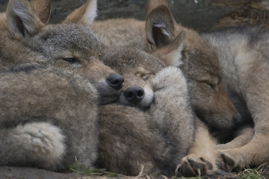 european grey wolf, Canis lupus lupus, pups sleeping together