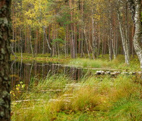 Obraz premium Beautiful autumn forest near the water