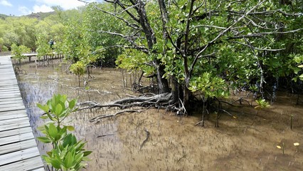 Mangroves, &icirc;le Curieuse, Seychelles, s&eacute;rie