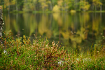 Beautiful autumn forest near the water