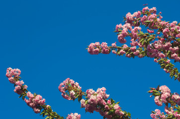 Rami fioriti in primavera