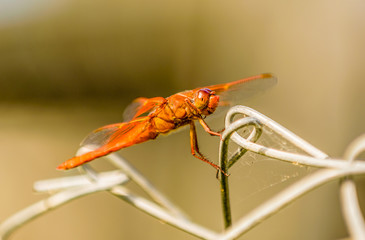Flame Skimmer