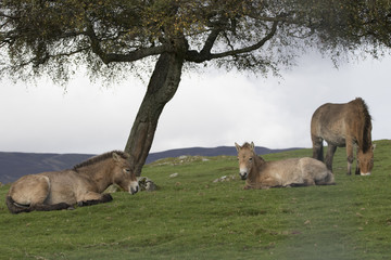 przewalski horse, Equus ferus przewalskii, portrait and scenes