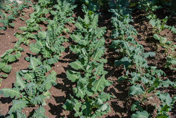 Small broccoli seedlings, by biological agriculture