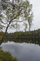 Fototapeta na wymiar Beautiful autumn forest near the water