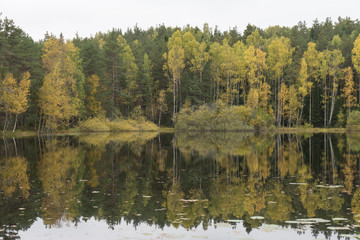 Beautiful autumn forest near the water