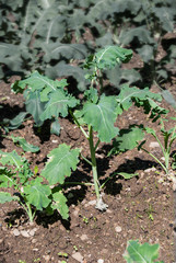 Obraz premium Small broccoli seedlings, by biological agriculture