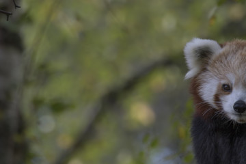 red panda behaviour, scratching, yawning, Ailurus fulgens