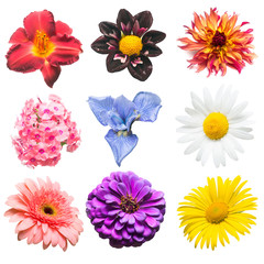 Flowers collection of assorted phlox, gerbera, iris, chamomile, dahlia, day-lily, lily, zinnia isolated on white background. Flat lay, top view