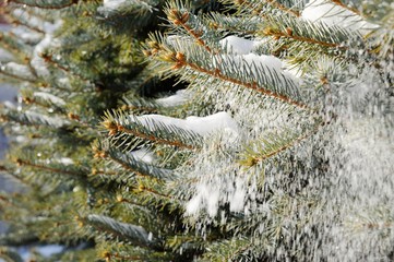 rime on the branches of spruce close-up