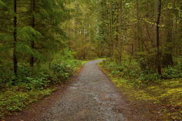 Fototapeta na wymiar a picture of an Pacific Northwest trail