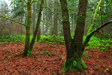 a picture of an Pacific Northwest forest in winter