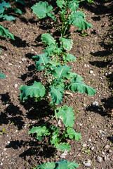 Small broccoli seedlings, by biological agriculture