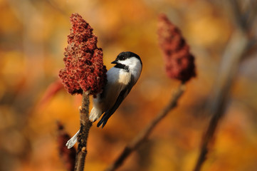 Black-capped Chickadee