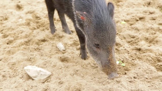 Collared Peccary Pecari tajacu wild pig animal eating and digging