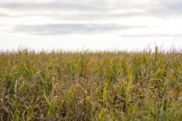Corn field in fall